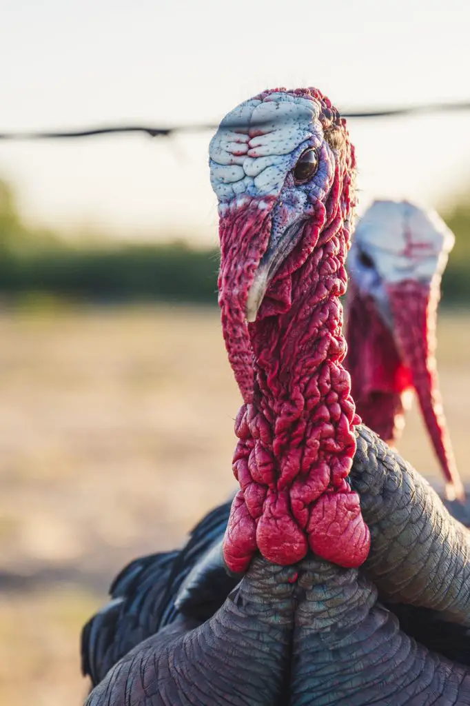 The Only Three Things You MUST Have To Start Turkey Hunting on the Cheap