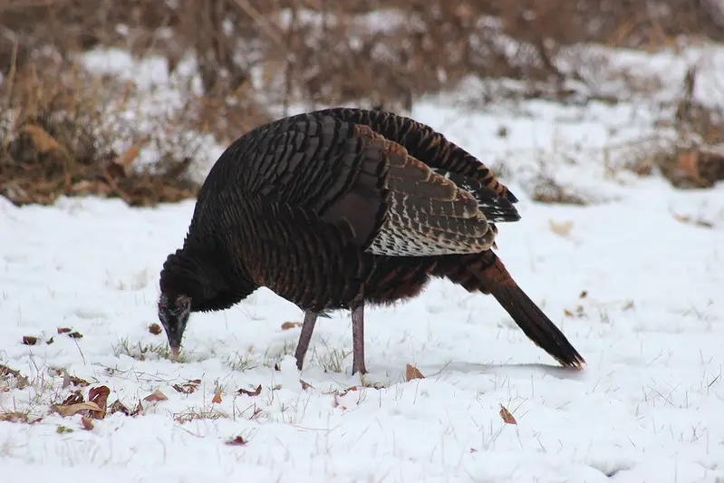 What do turkeys eat in the winter?