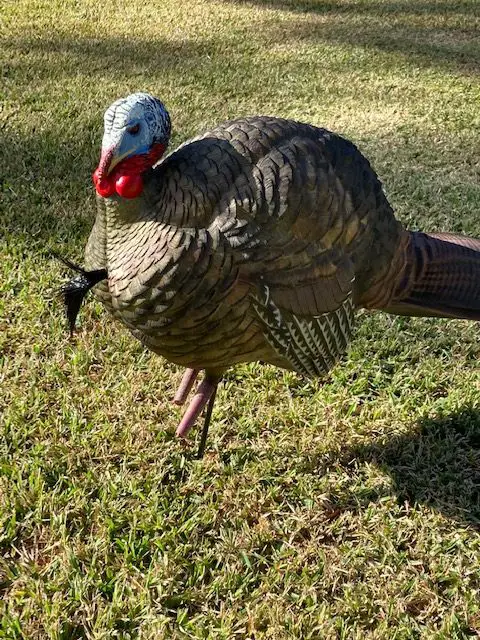 Avian X Turkey Decoy Half Strut Jake