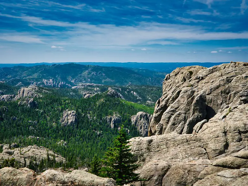 The Black Hills of South Dakota offer an excellent opportunity for Merriam's turkey hunting.