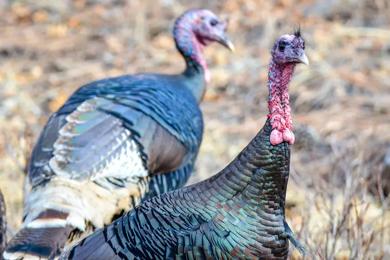 What is a Jake Turkey (and Should You Shoot One)?
