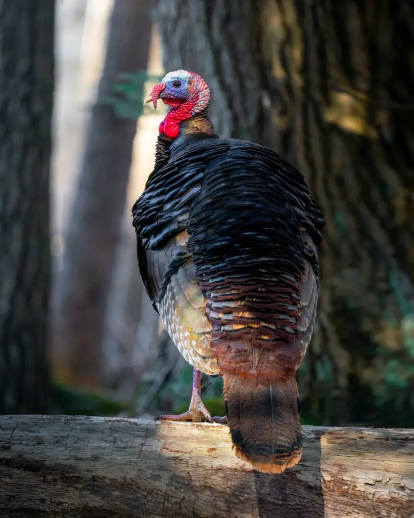 Roost a turkey