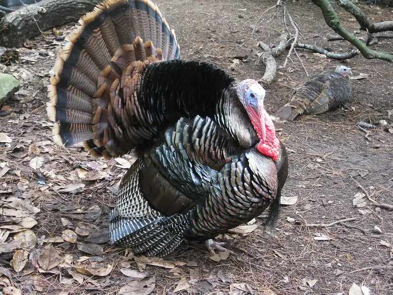 Eastern turkeys make up one quarter of the turkey hunting grand slam.