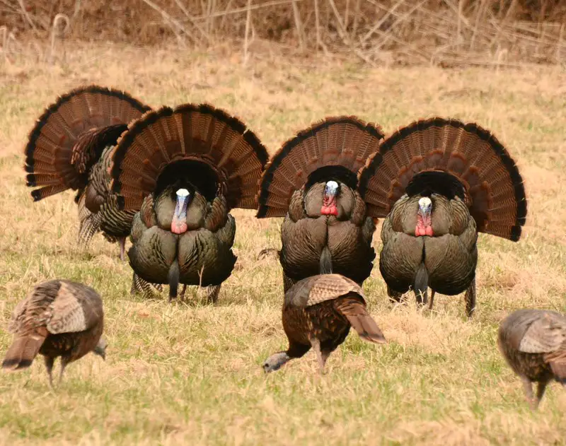 Turkey Hunting Grand Slam