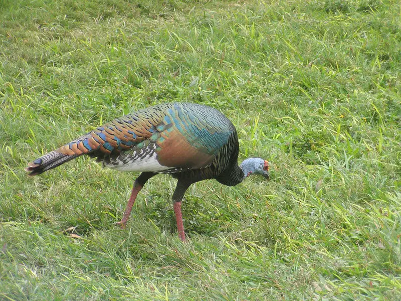 An Ocellated turkey is the cherry on top of a World Slam.