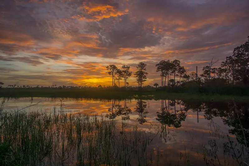 Osceola turkey hunting at Big Cypress WMA