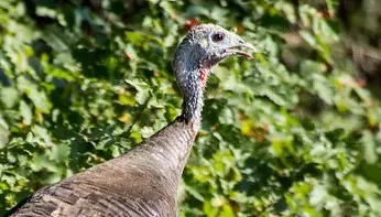 Turkey hen vs tom hen head Turkey Hen vs Tom: How to Tell The Difference