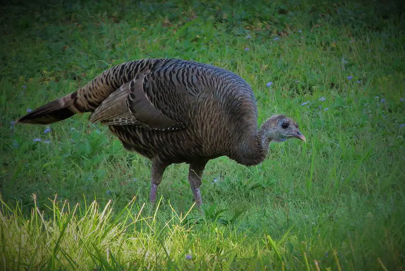 Turkey hen vs tom standing hen Turkey Hen vs Tom: How to Tell The Difference