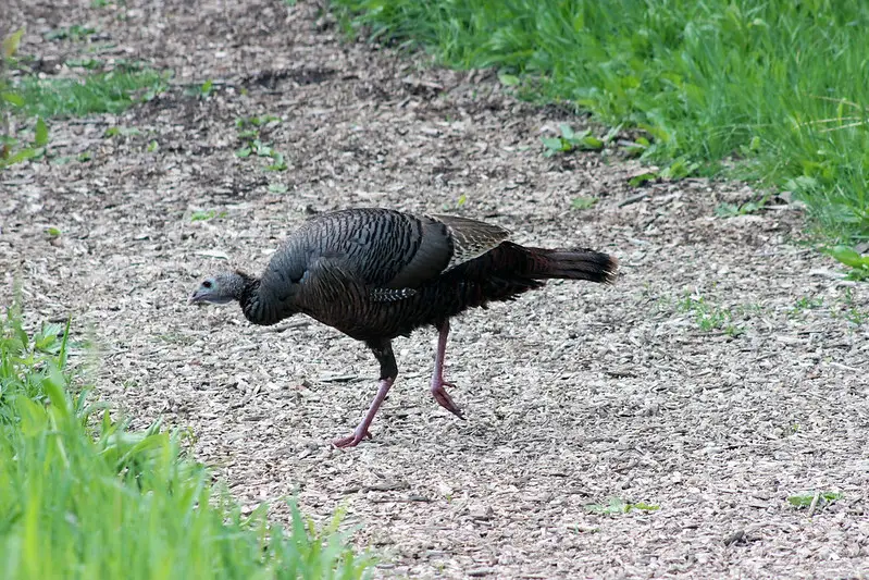 turkey-hen-vs-tom-how-to-tell-the-difference-strutting-tom