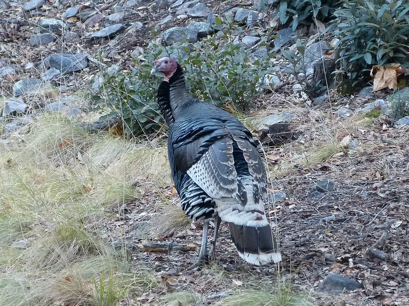 Gould's turkey