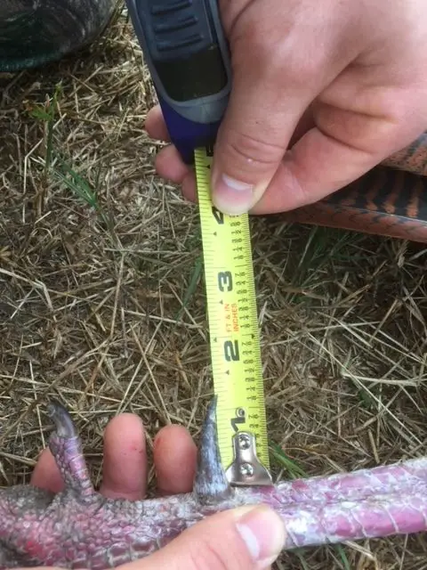 Measuring wild turkey spurs.