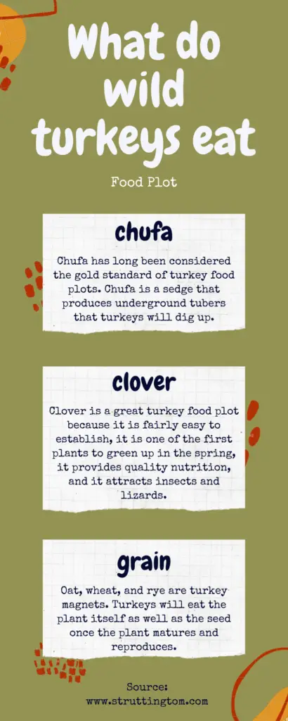 What do wild turkeys eat in a food plot?
