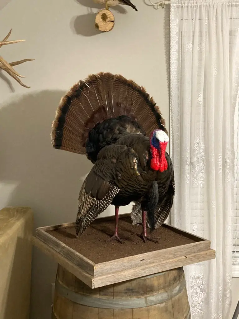 Turkey taxidermy