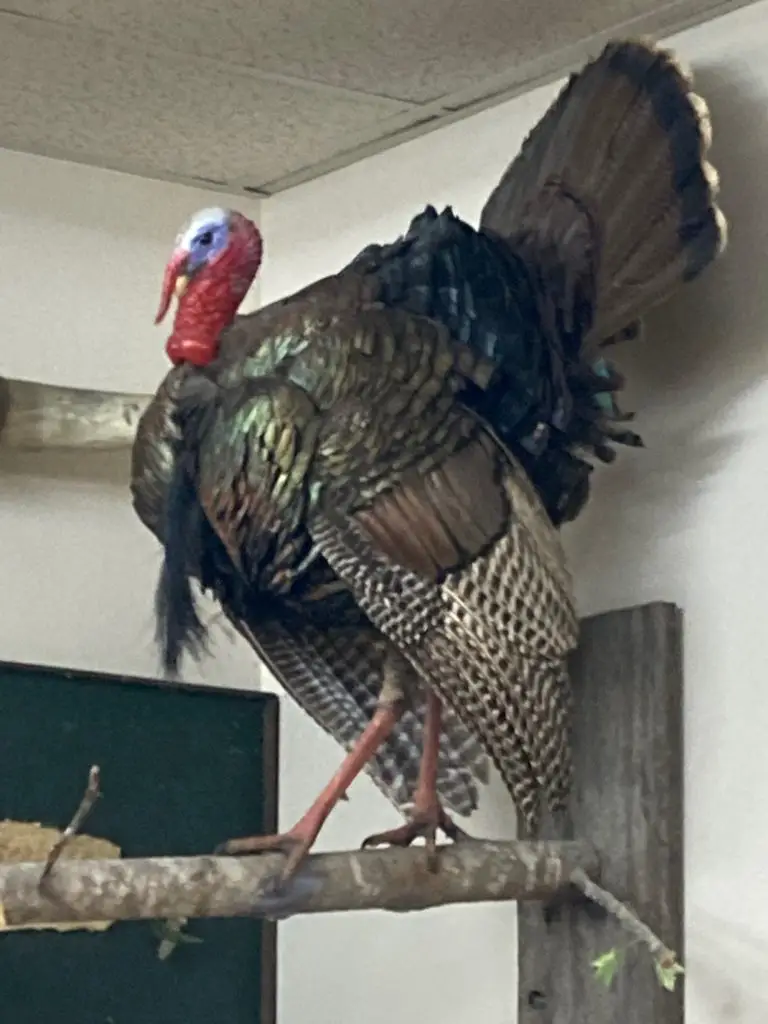 Turkey taxidermy