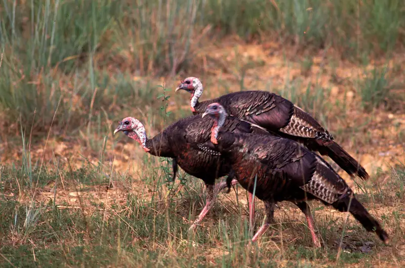 Toms will gobble to each other to find and join up late in the season.