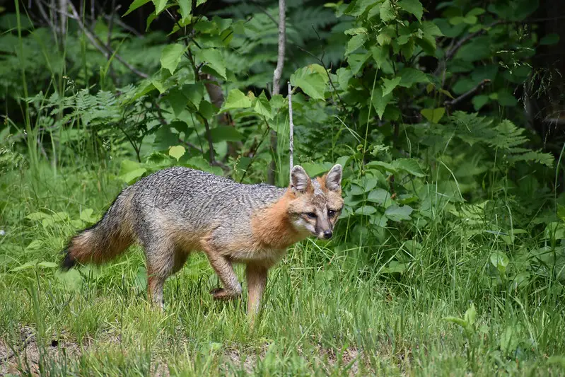 Gray fox turkey predators