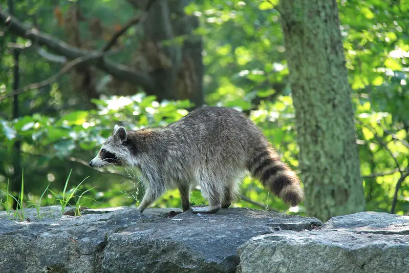 Raccoons are turkey predators who destroy nests.