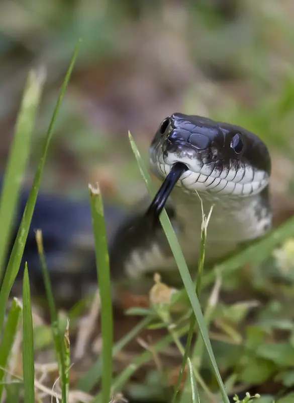 Snakes are turkey predators that eat eggs and poults.