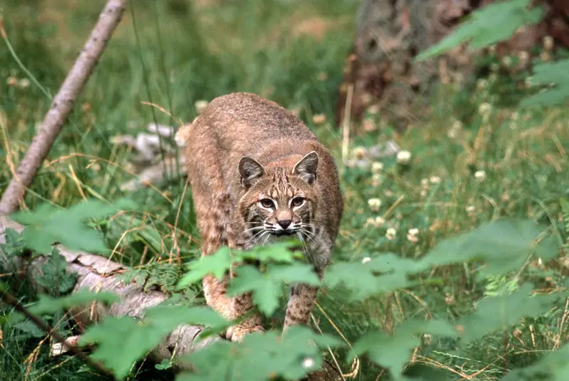 The bobcat is a highly effective, turkey predator.