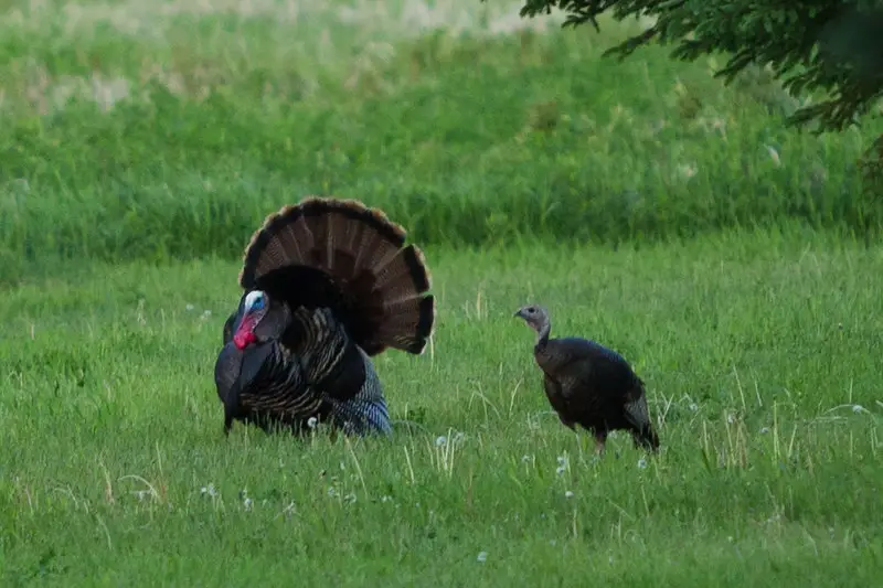 Turkey reaping and fanning.
