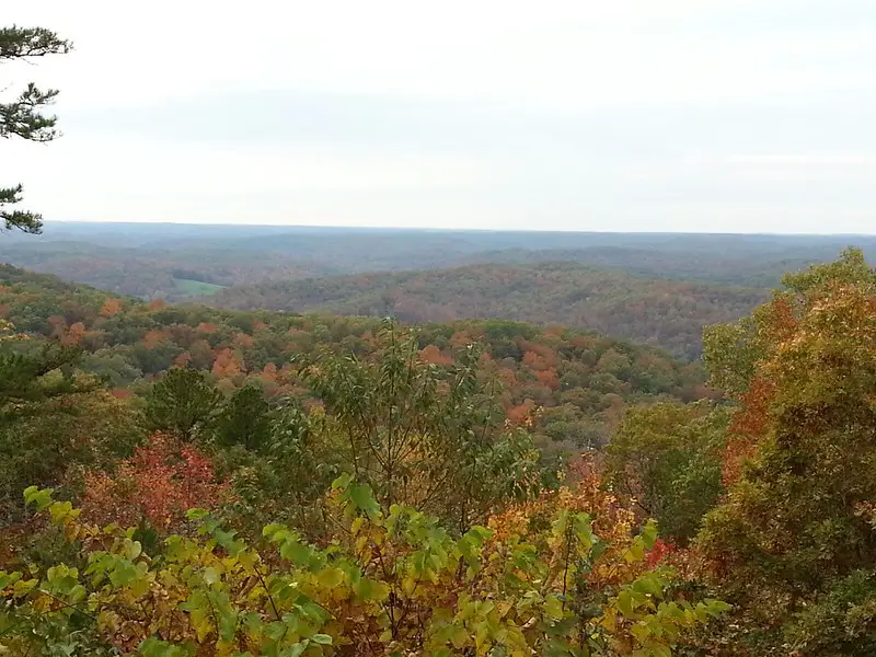 Hunt Eastern wild turkeys in Missouri.