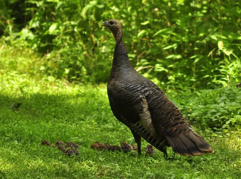 Mike Chamberlain, the Turkey Doc, is a professor at the University of Georgia.