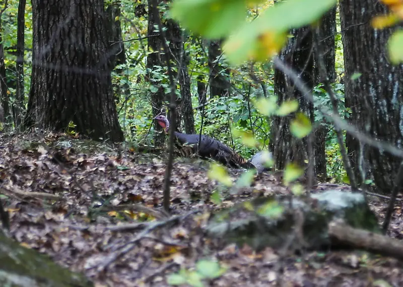 Late morning turkey hunting