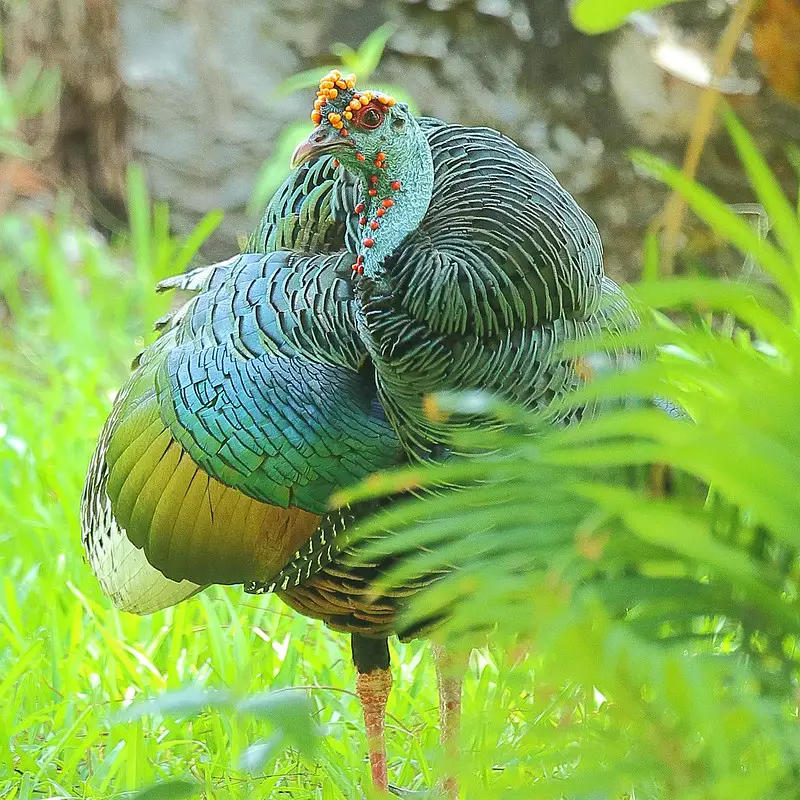 Ocellated turkey hunt