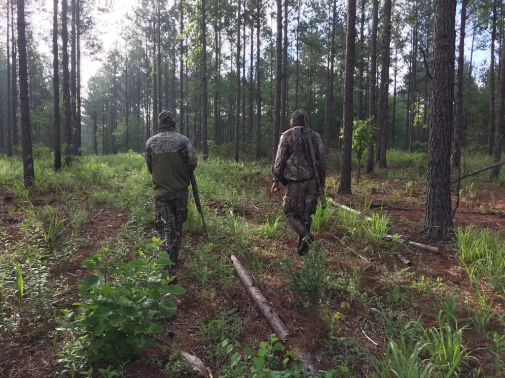 A Georgia turkey hunt in a planted pines.