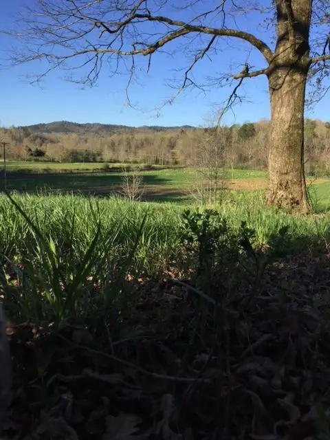 Georgia turkey hunt in the mountains.