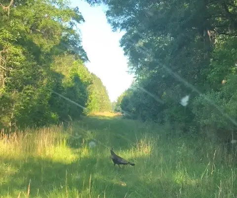 Hen on a Georgia turkey hunt