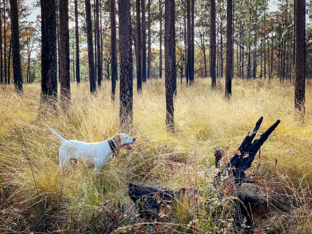 Appalachian Turkey Dog Turkey Hunting Dogs