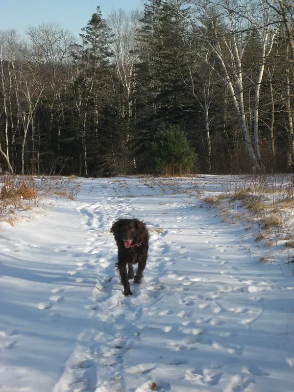 Boykin Spaniels Turkey Hunting Dogs