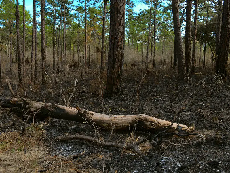 Controlled burns to improve wild turkey habitat.