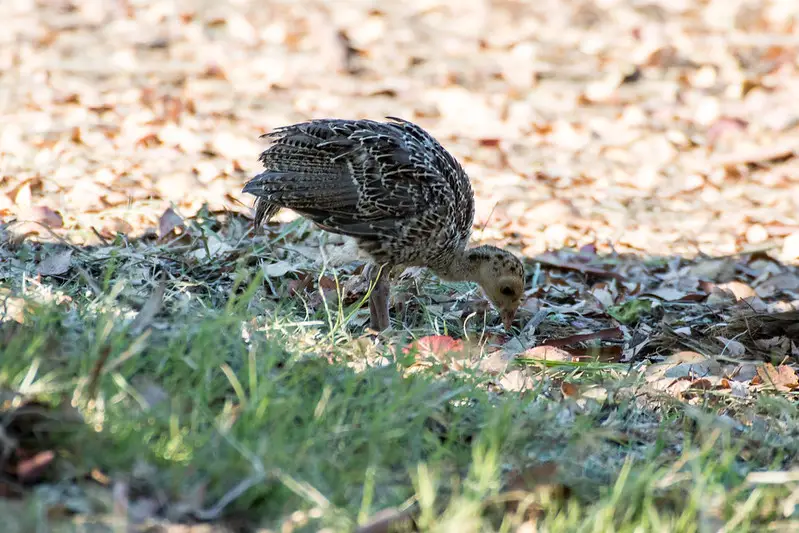 Turkey Poult Eating Habitat Improvement