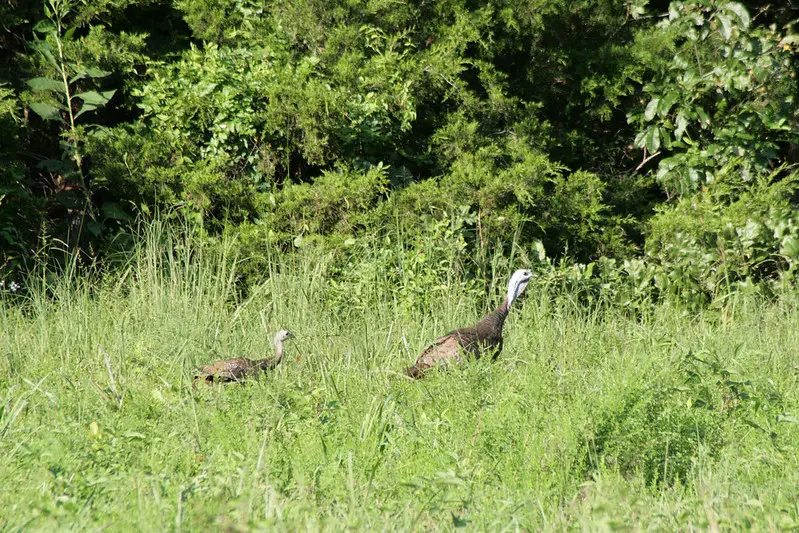 Wild Turkey Habitat