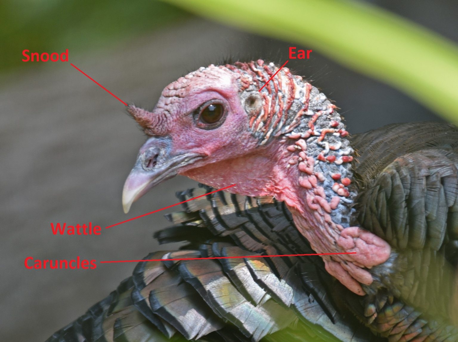 Turkey anatomy what the what strutting tom