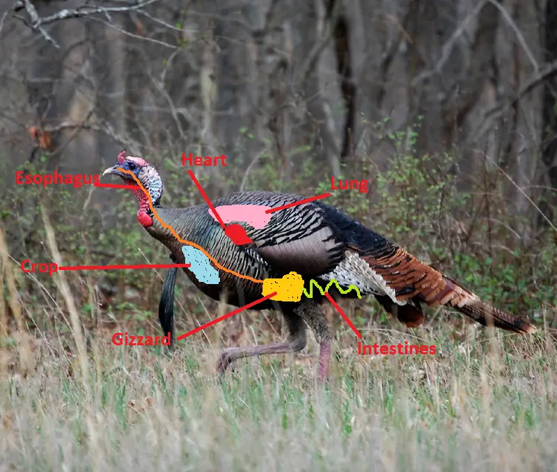 A very rough diagram of the turkey anatomy.