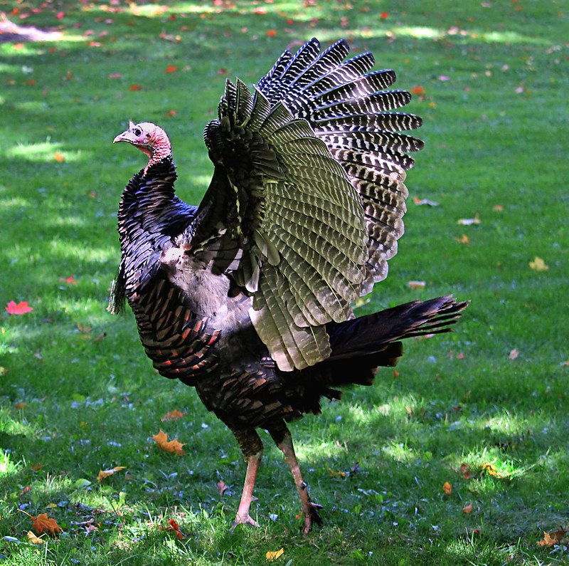 Turkey wings