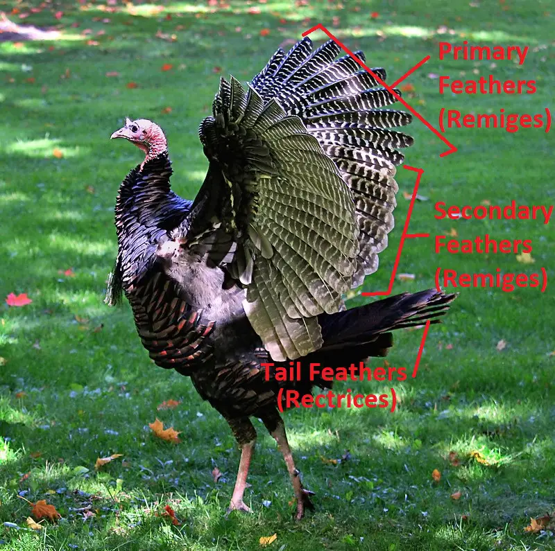 Different types of turkey feathers.