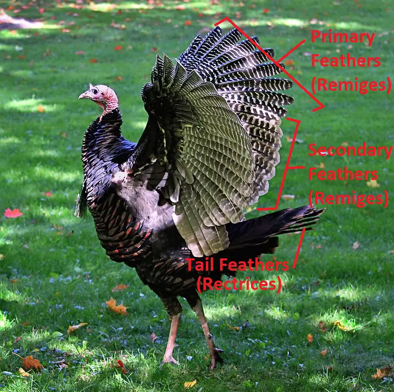 All About Turkey Feathers - Strutting Tom.com