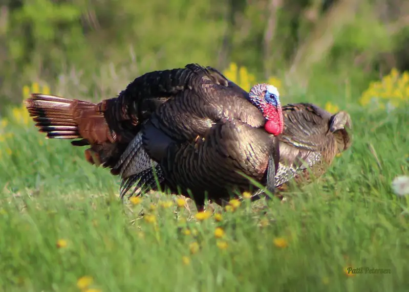 Turkey feathers are on full display as this tom struts for a nearby hen.
