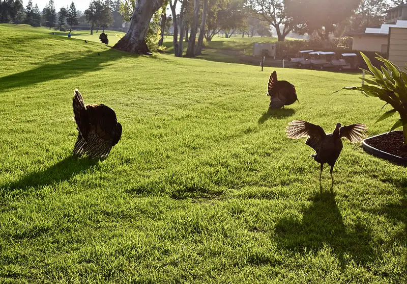 Turkeys are not an unusual site in Hawaii.