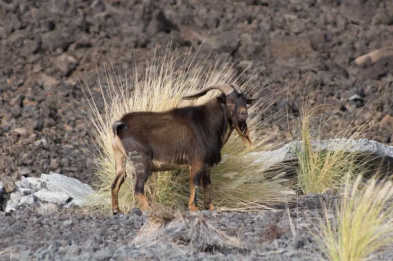 Hunt feral goats in Hawaii.