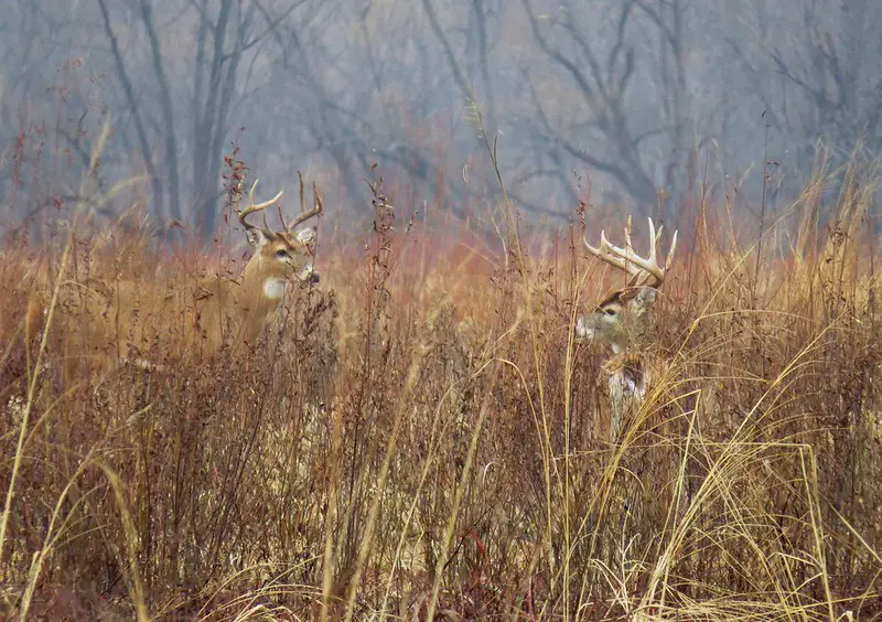 In addition to its great deer hunting, Iowa also has good turkey hunting.