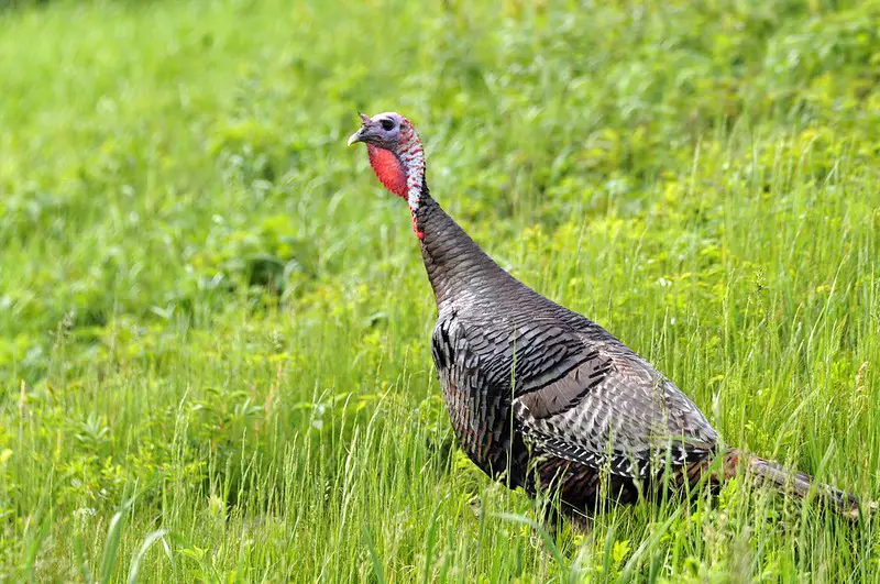 The Ultimate Guide to Iowa Turkey Hunting Strutting