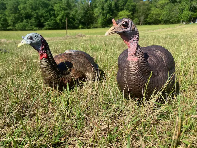 A DSD Decoy compared to an Avian X Decoy.