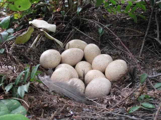 A wild turkey nest.