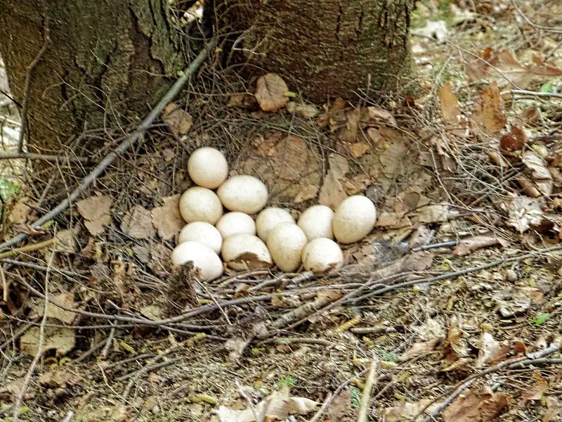 A turkey nest under a tree.