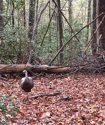 The best run and gun style turkey decoy setup.